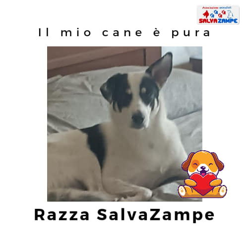 Adozione4