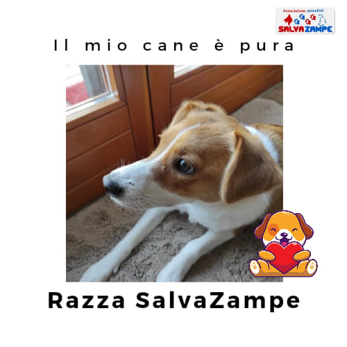 Adozione5