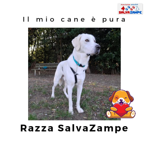 Adozione6