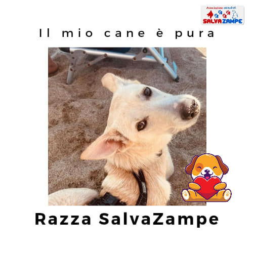 Adozione7