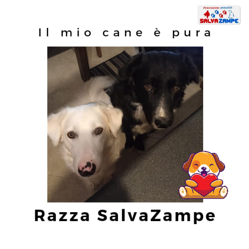 Adozione8