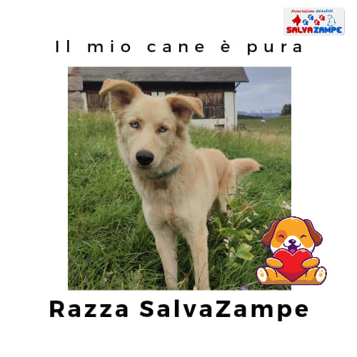 Adozione9