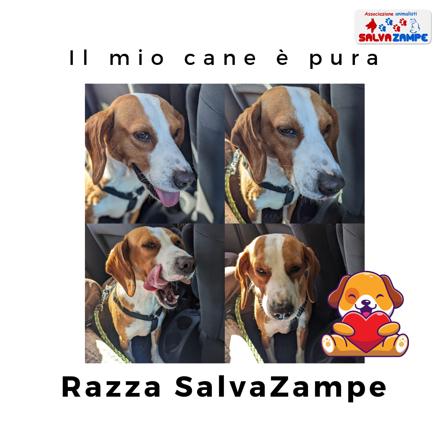 Adozione11