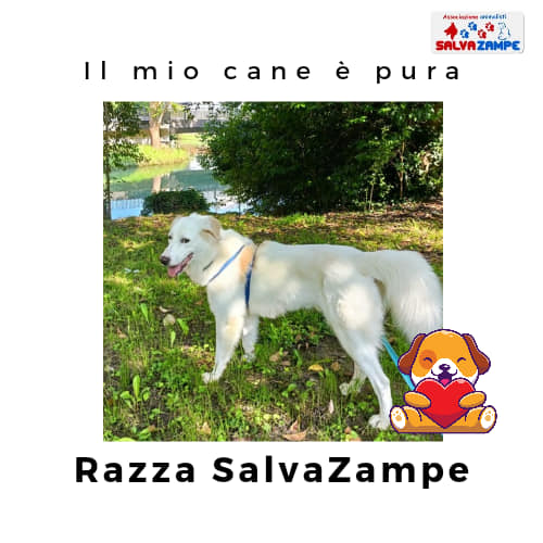 Adozione13