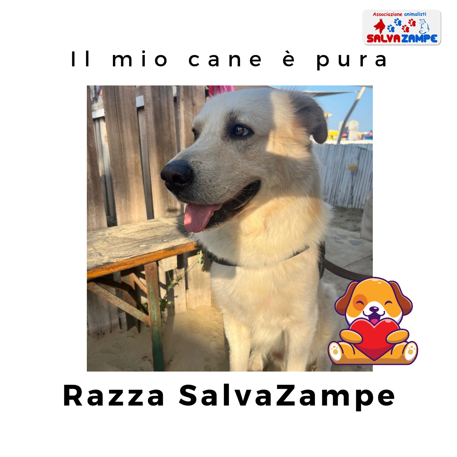 Adozione14