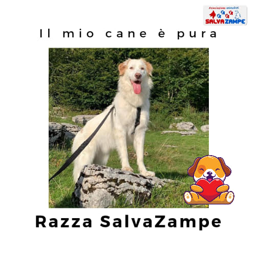 Adozione15
