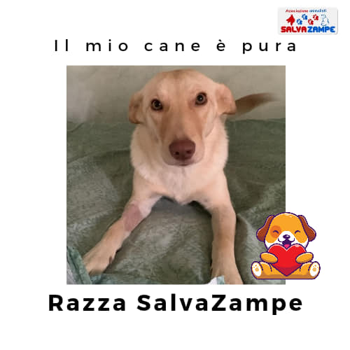 Adozione16