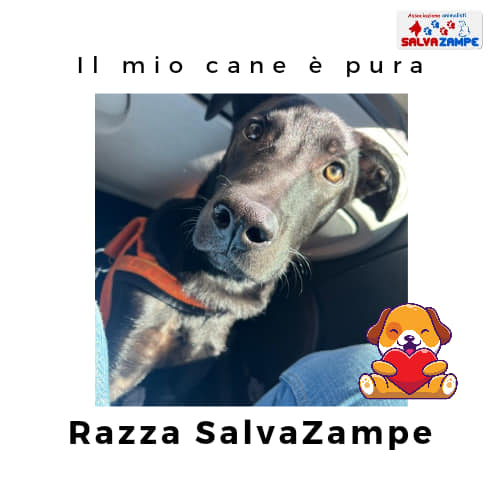 Adozione17