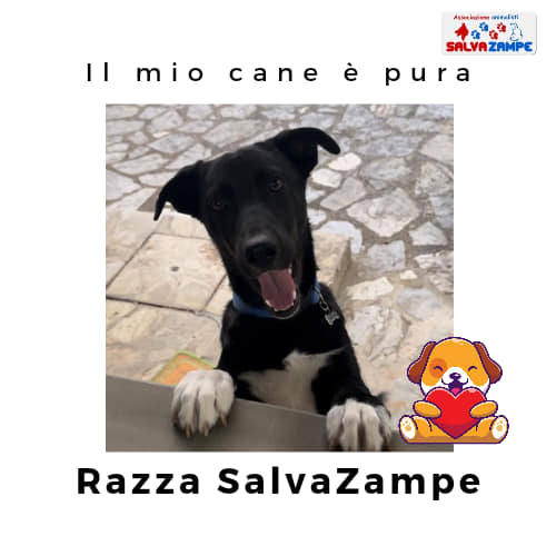 Adozione20