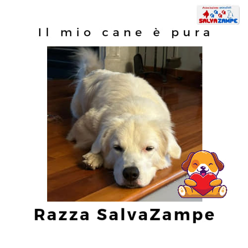 Adozione21