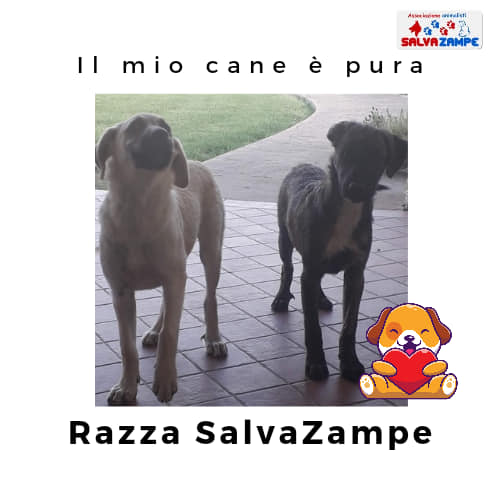 Adozione22