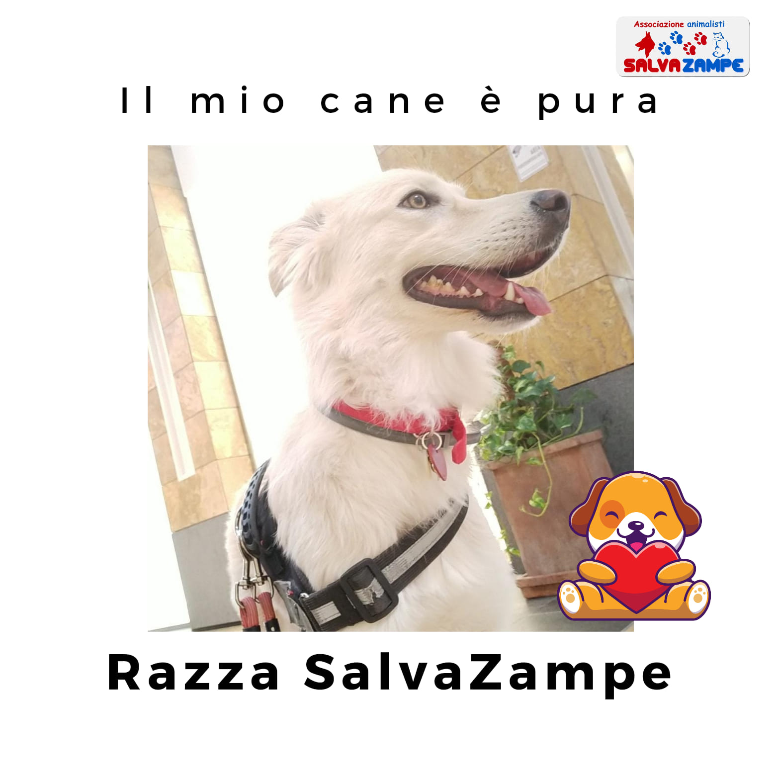 Adozione23