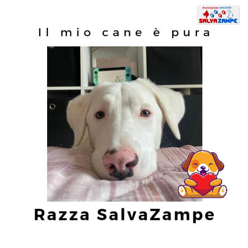 Adozione25