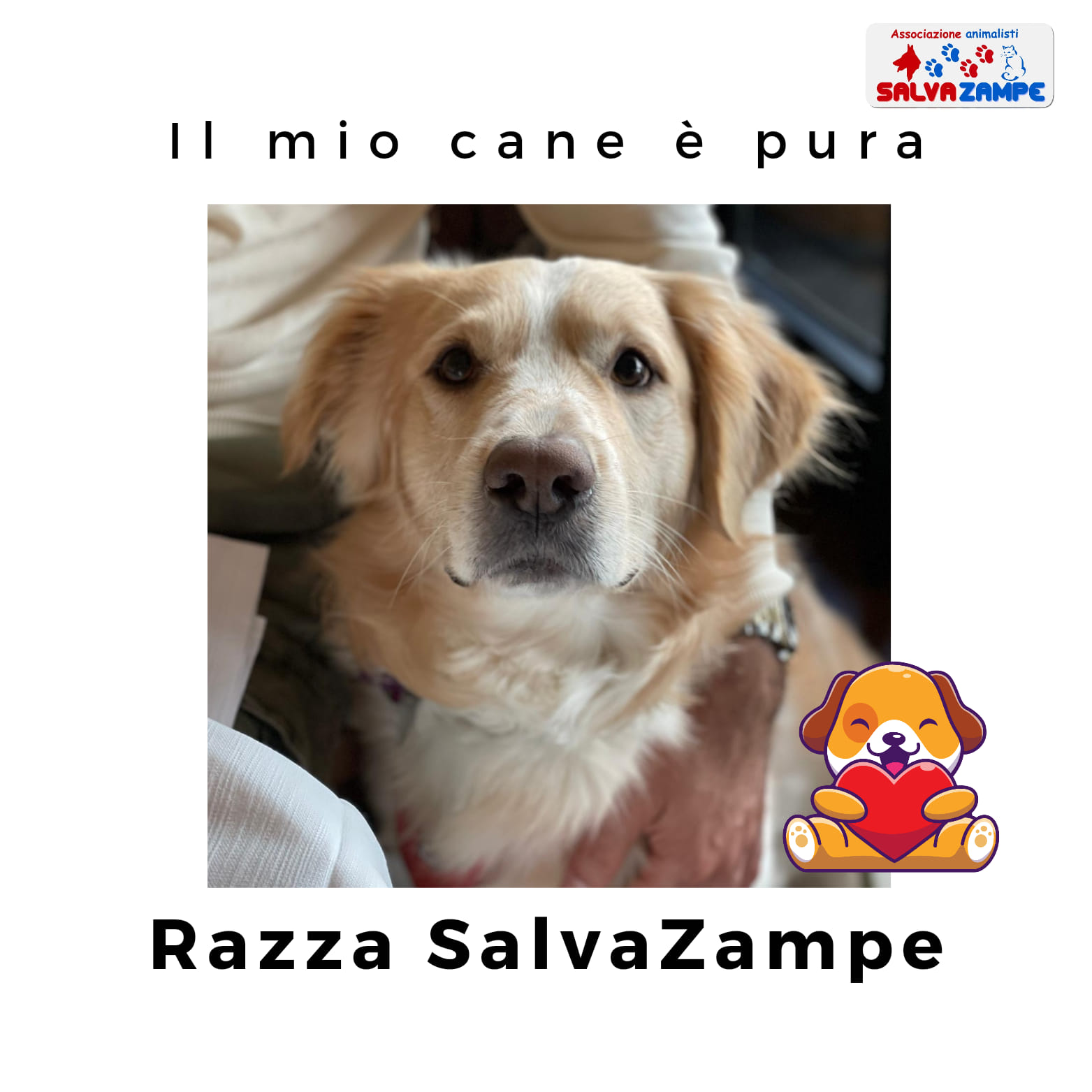 Adozione26