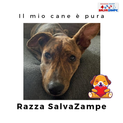 Adozione28