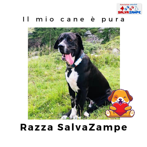 Adozione29