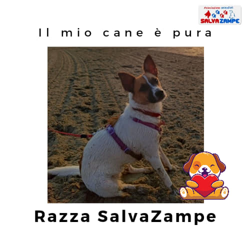 Adozione31