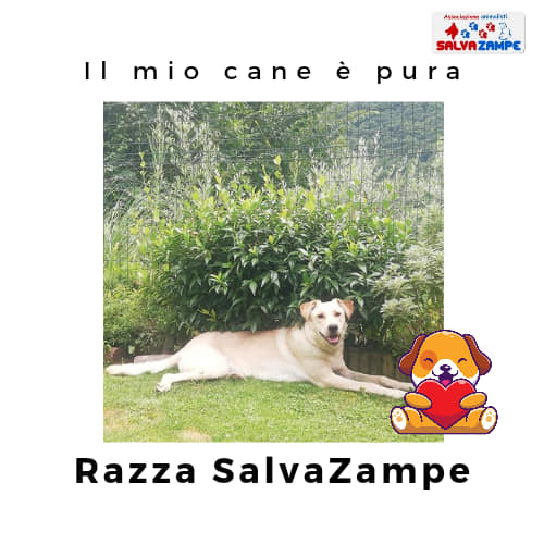 Adozione33