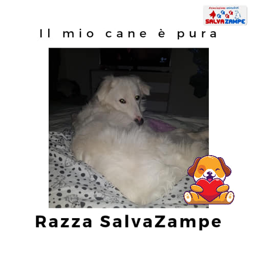 Adozione36