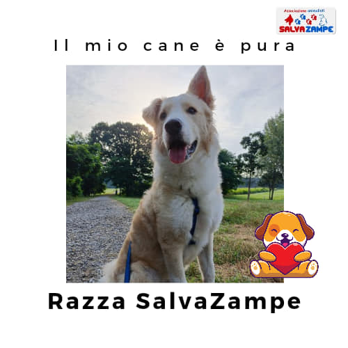 Adozione37