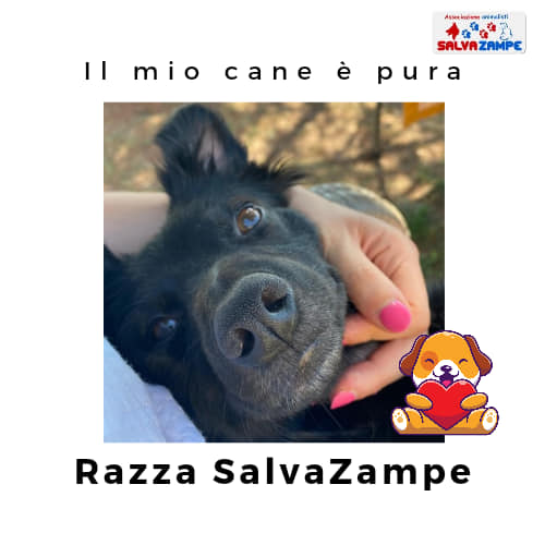 Adozione38