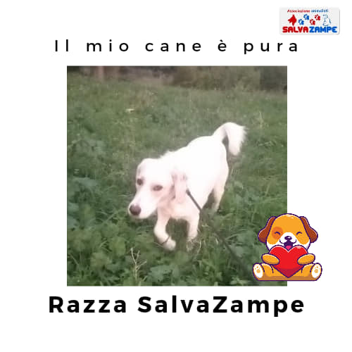Adozione39