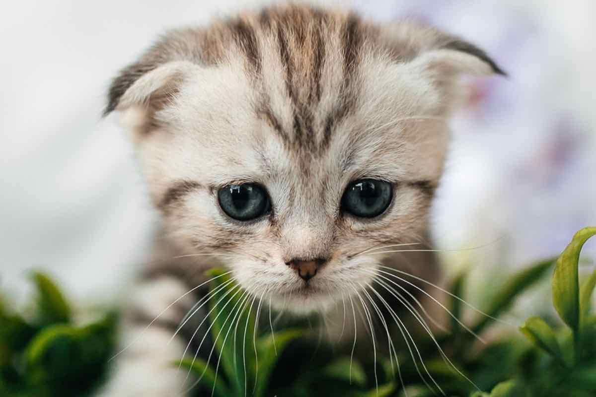 gattino