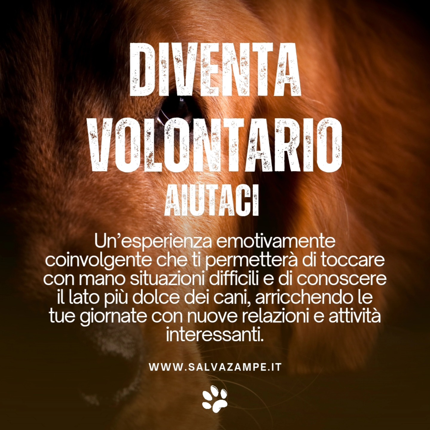 volontario